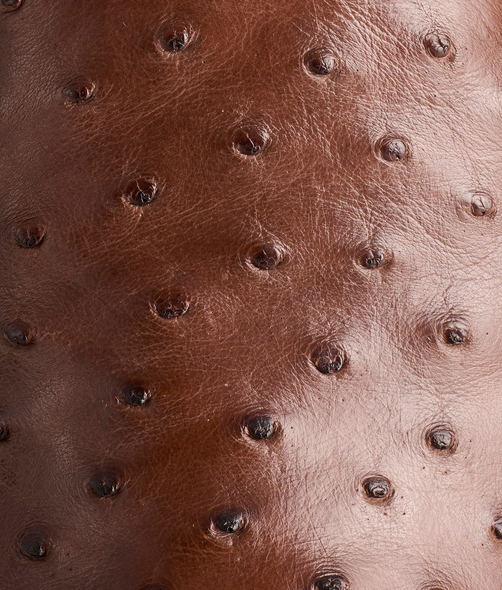 The Caller :: Sienna - Image 8