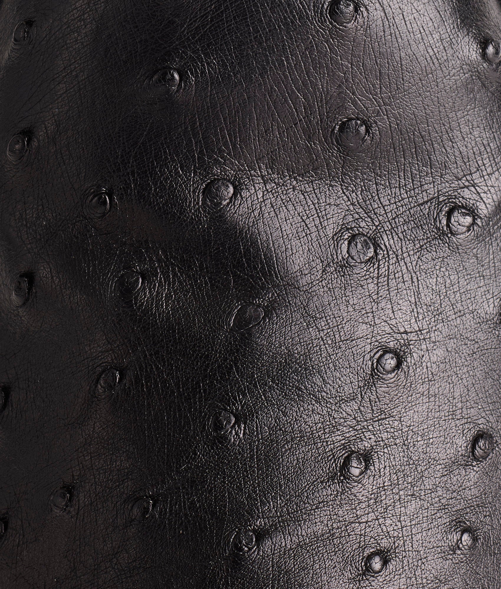 Augustus :: Black - Image 8