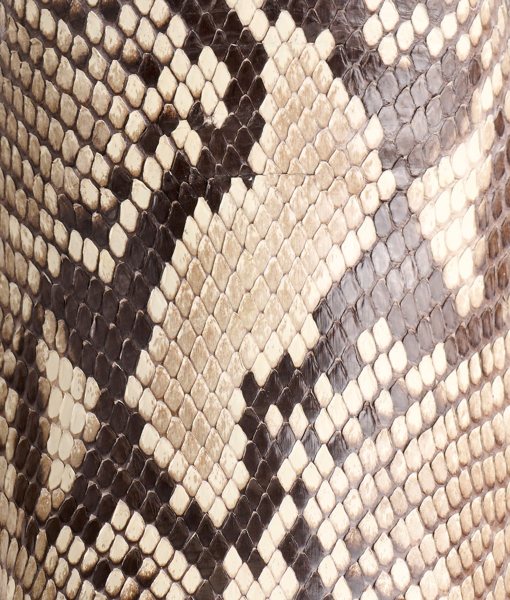 Dale Exotic :: Black/White + Black - Image 7