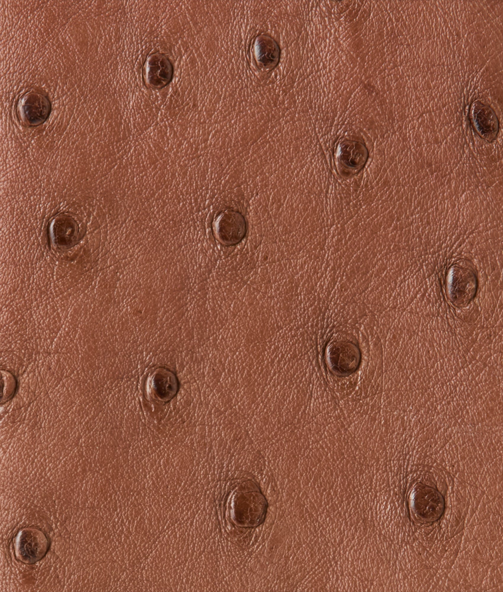 Bifold Wallet ?C Ostrich :: Sienna - Image 4