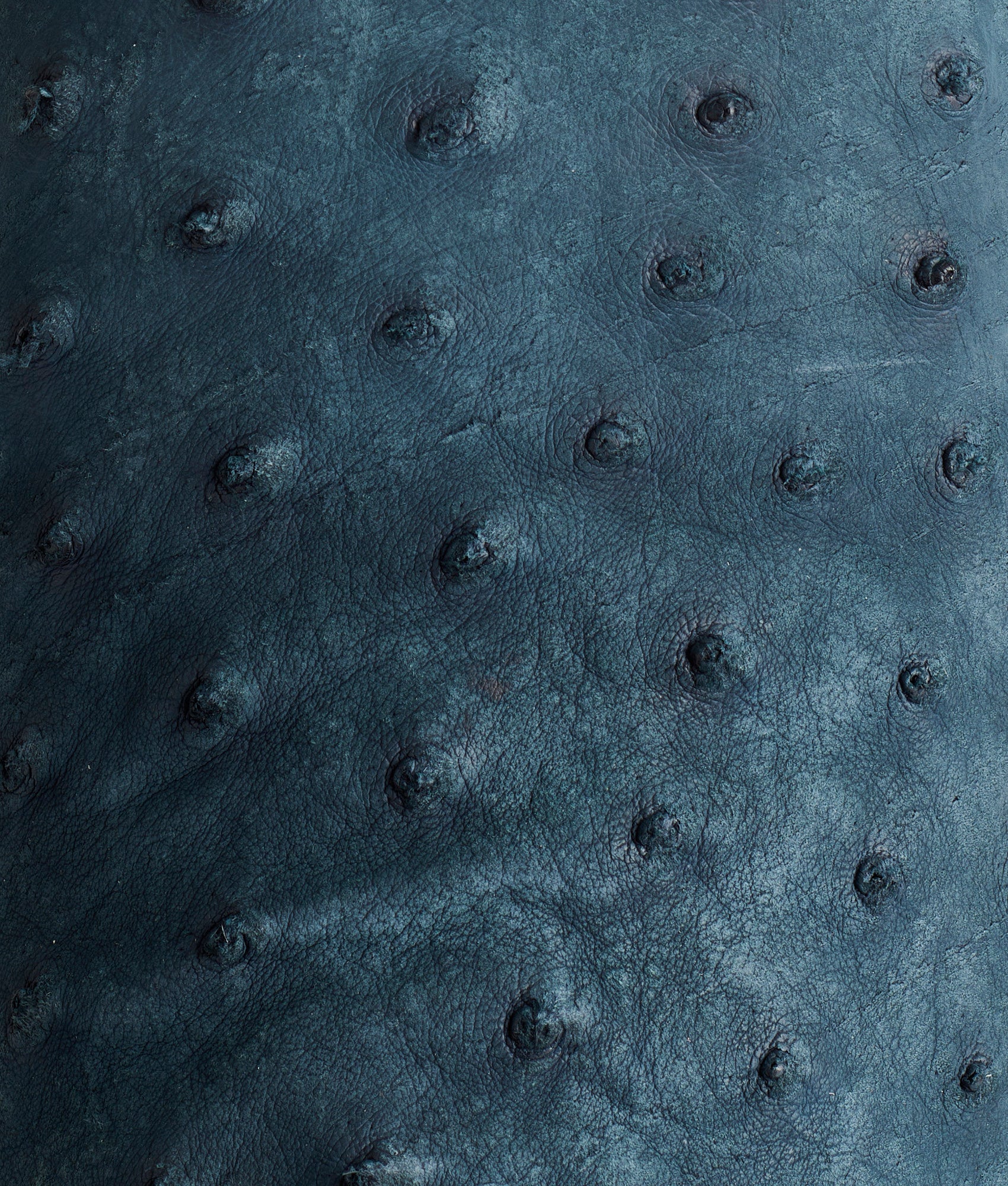 Rowdy Ostrich :: Navy - Image 7